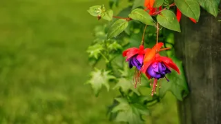 鲜花，紫红色，紫色，红色，夏天，花瓣