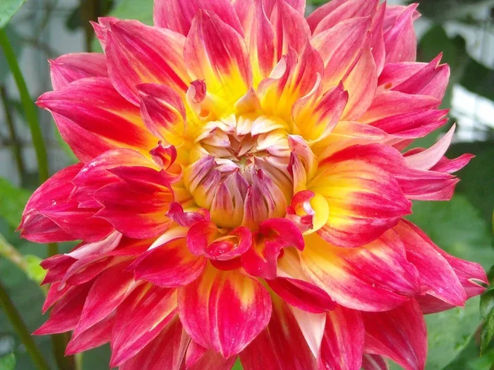 大丽花，花，夏天，花瓣，性质，开花，颜色