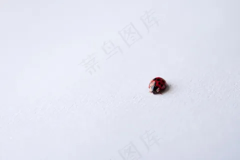 瓢虫，昆虫，Bug，瓢虫，甲虫，红色，黑色