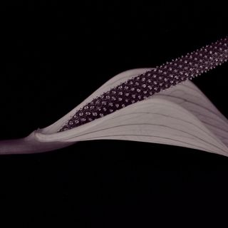 红掌，花，开花，盛开，紫色，宏