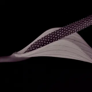 红掌，花，开花，盛开，紫色，宏