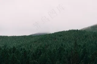 生态林,山峦,白皮松,沙地柏,浴巾,森林空白