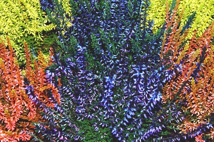 海登，Retama，埃里卡，华美，植物，性质，鲜花