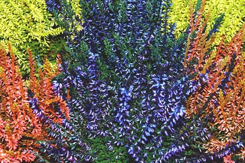 海登，Retama，埃里卡，华美，植物，性质，鲜花