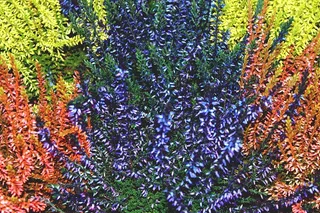 海登，Retama，埃里卡，华美，植物，性质，鲜花