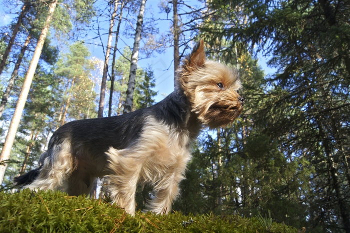 森林，狗，约克，小猎犬，宠物，犬