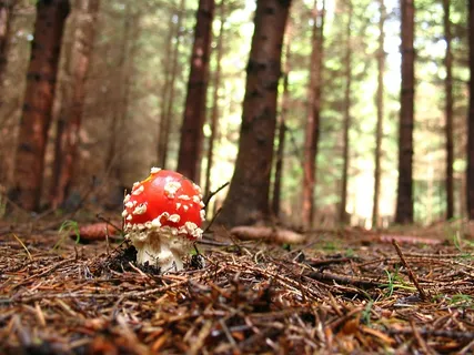 飞木耳，红色，森林，自然，有毒，礼物，蘑菇