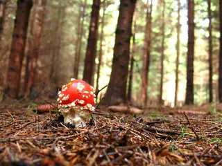 飞木耳，红色，森林，自然，有毒，礼物，蘑菇