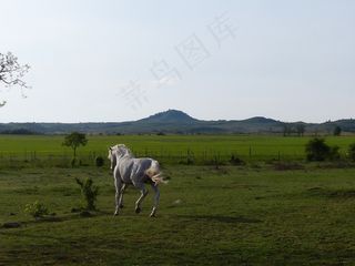 草原,夏洛来牛,牧场,牛棚,羊群,景观与灰马