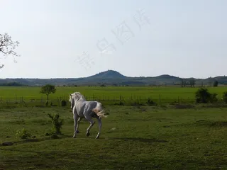 草原,夏洛来牛,牧场,牛棚,羊群,景观与灰马