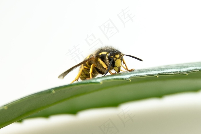 黄蜂，昆虫，关闭，宏，夏天，刺，叶影，黄色