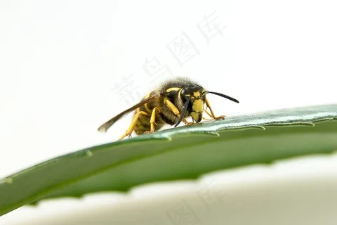 黄蜂，昆虫，关闭，宏，夏天，刺，叶影，黄色