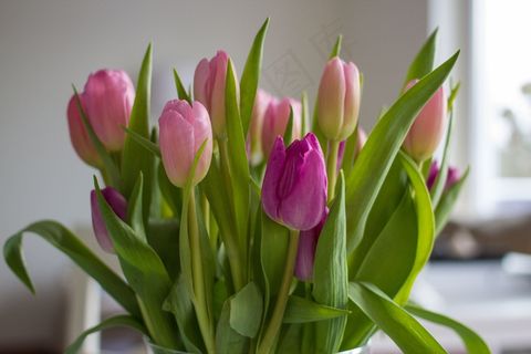 鲜花,郁金香,粉红色,紫,春天,性质,施特劳斯 鲜花,郁金香,粉红色,紫,春天,性质,施特劳斯
