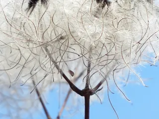 铁线莲，豆荚，柔软，蓬松，种子，藤本植物