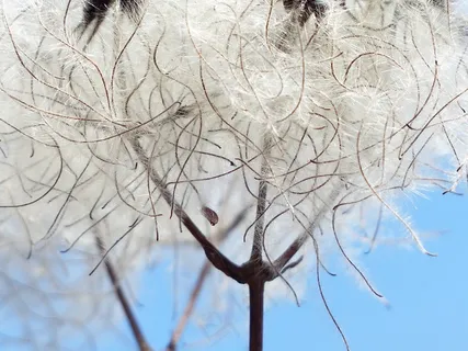 铁线莲,豆荚,柔软,蓬松,种子,藤本植物 铁线莲,豆荚,柔软,蓬松,种子,藤本植物