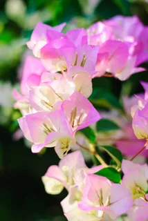 花,纸花,花的,自然,叶子,夏天 花,纸花,花的,自然,叶子,夏天