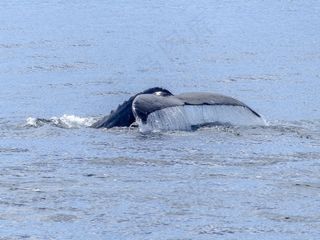 座头鲸，尾鳍，自然奇观，自然