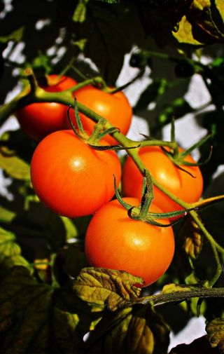 桁架，西红柿，圆锥花序，秋季，水果，花园