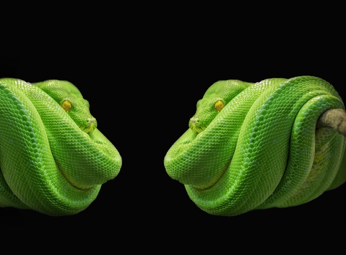 Python，蛇，绿树Python，蛇，绿树