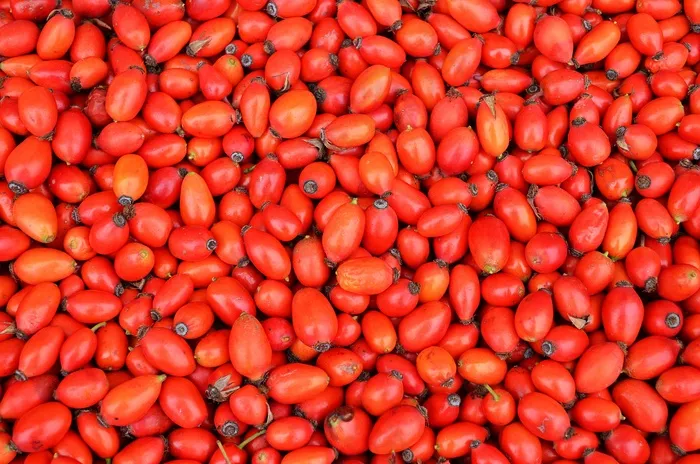 野玫瑰，水果，草药，布什，植物，成熟，玫瑰布什