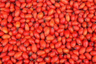 野玫瑰，水果，草药，布什，植物，成熟，玫瑰布什