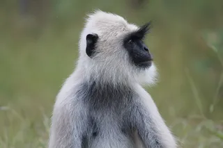 猴子，野生动物，野生，动物，自然，猿，丛林