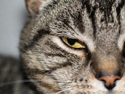 猫，眼睛，猫的眼睛，查看，看，看，虎