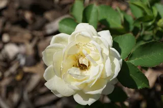 玫瑰，黄色，花，植物