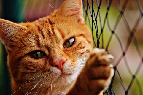 猫,宿醉,红色,可爱,鲭鱼,虎,甜 猫,宿醉,红色,可爱,鲭鱼,虎,甜
