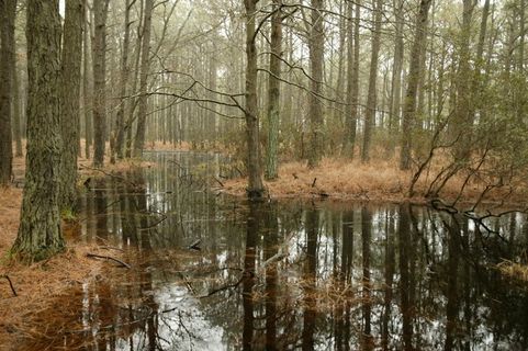 沼泽，森林，树木，松树，湿地，自然，水