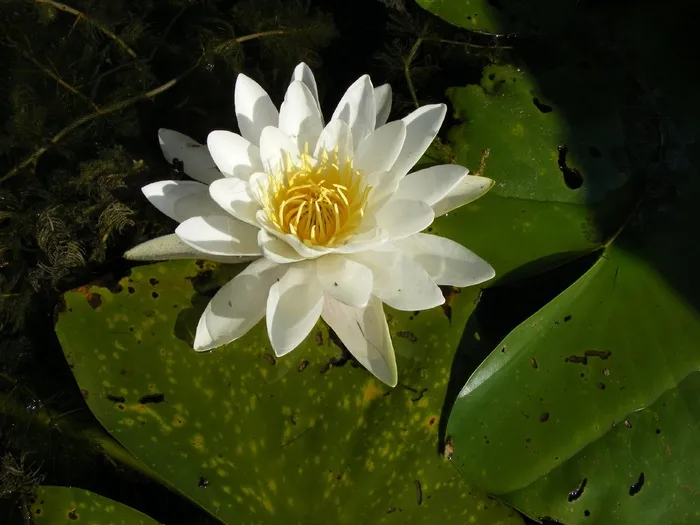 睡莲，多瑙河，水，花
