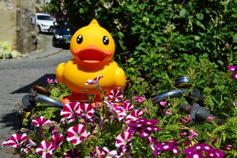 塑料玩具，黄鸭，鸭，鲜花，自行车