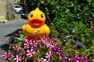 塑料玩具，黄鸭，鸭，鲜花，自行车