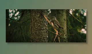 猫头鹰，鸟，动物，自然，拓荒，分支机构，森林，树木