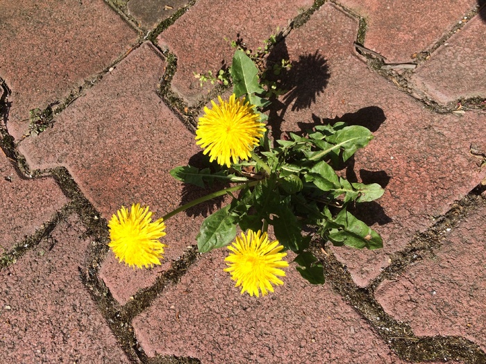 蒲公英，开花，盛开，道路，石头，地面，黄色