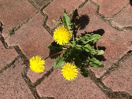 蒲公英,开花,盛开,道路,石头,地面,黄色 蒲公英,开花,盛开,道路,石头,地面,黄色