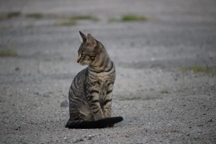 猫，猫宝宝，宿醉，小猫，鲭鱼，家猫