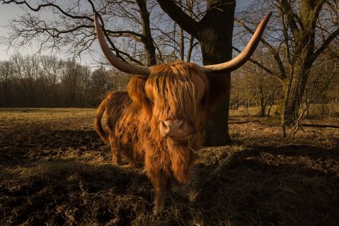 牛，苏格兰，动物，自然，高地，毛