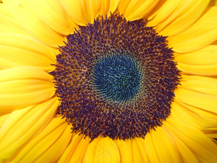 太阳花，开花，关闭，黄色