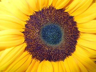 太阳花，开花，关闭，黄色