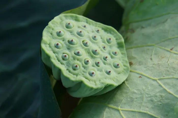 植物，绿色，莲Ro