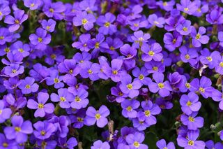 植物，鲜花，蓝色，靠垫花，蓝色枕头