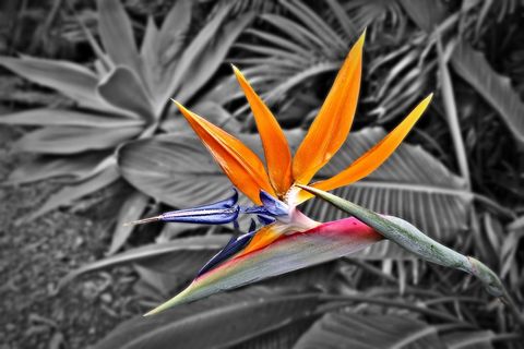 天堂鸟，鹤望兰，花，热带