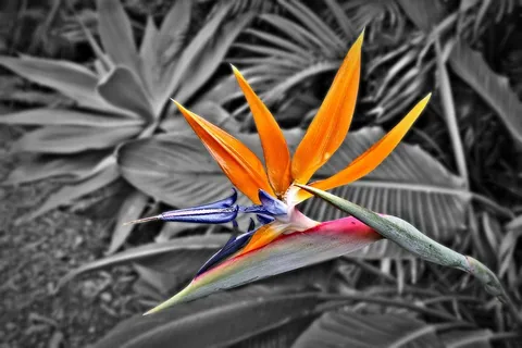 天堂鸟，鹤望兰，花，热带