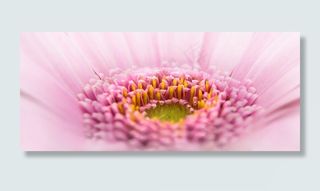 紫露草属,睡莲,菊花高清图,非洲雏菊,麦秆菊,粉红色的头花的近似