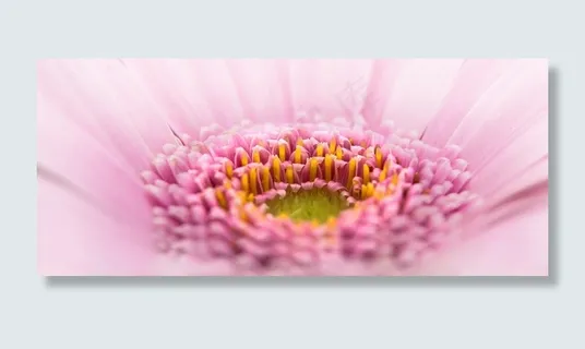 紫露草属,睡莲,菊花高清图,非洲雏菊,麦秆菊,粉红色的头花的近似 紫露草属,睡莲,菊花高清图,非洲雏菊,麦秆菊,粉红色的头花的近似