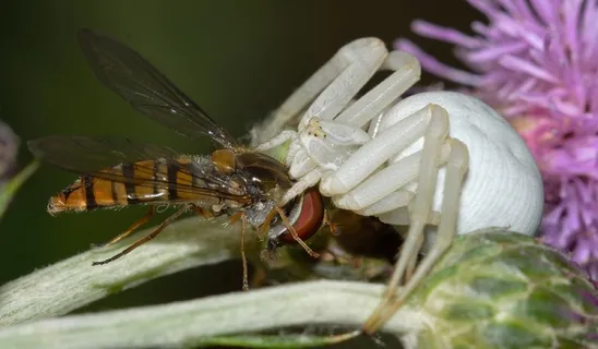 蜘蛛,Misumena,Vatia,猎物,盐水飞,上s 蜘蛛,Misumena,Vatia,猎物,盐水飞,上s