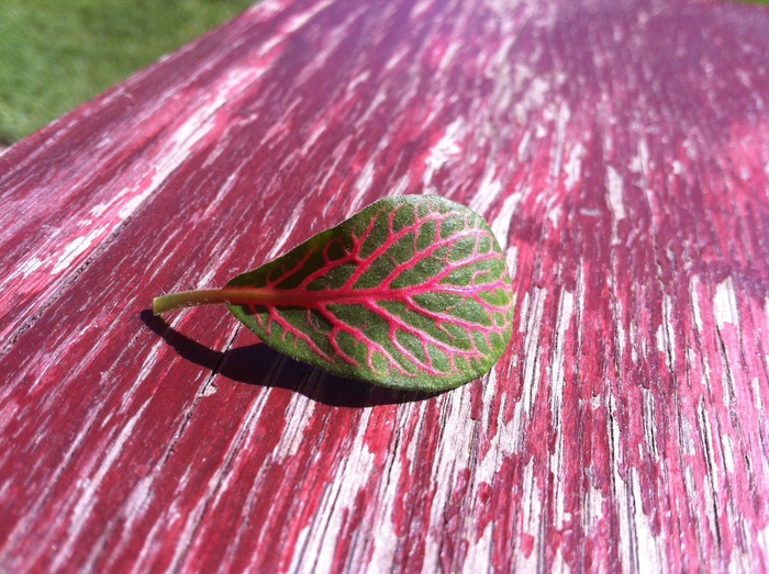 叶子，植物，桌子