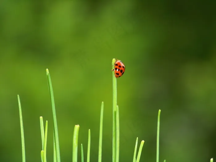 甲虫，瓢虫，花园，红色，西本·庞克，细香葱