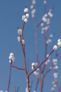 马鞭草，科，柳，春天，性质